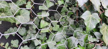 Grillage_a_poules_mailles_hexagonales_triple_torsion